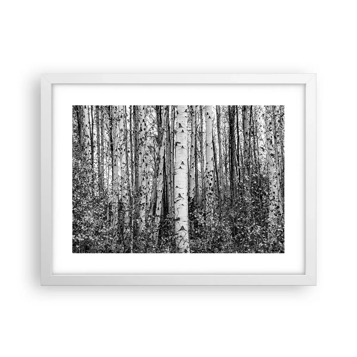 Poster în ramă albă - Coloane de mesteacăn - 40x30 cm