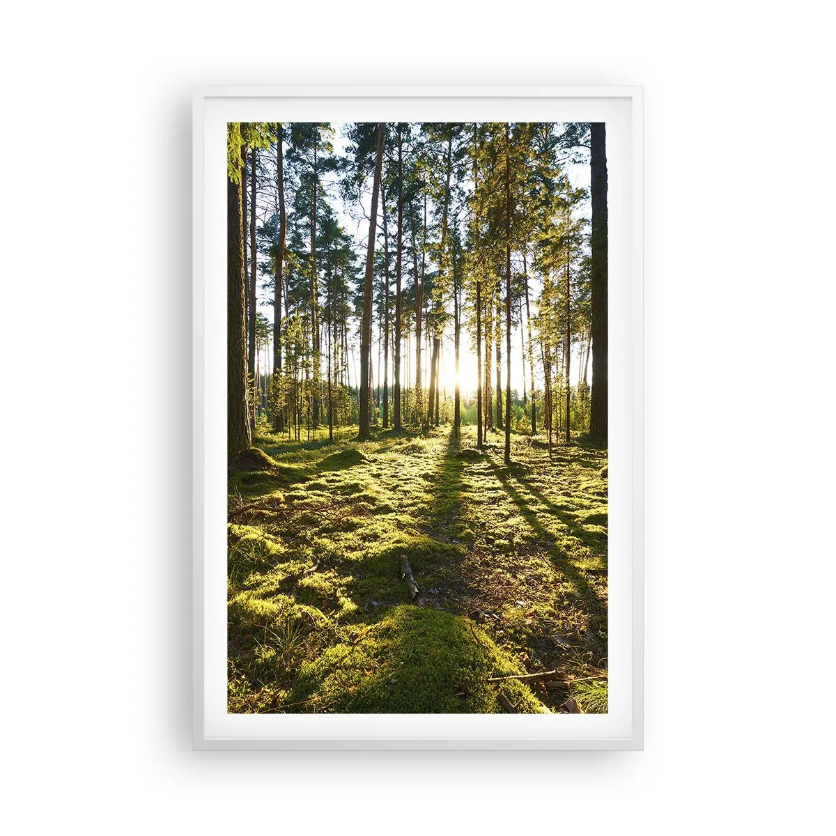 Poster în ramă albă - Pădurea misterioasă - 61x91 cm