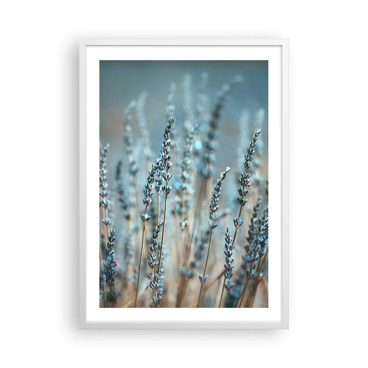 Poster în ramă albă - Câmpul parfumat - 50x70 cm