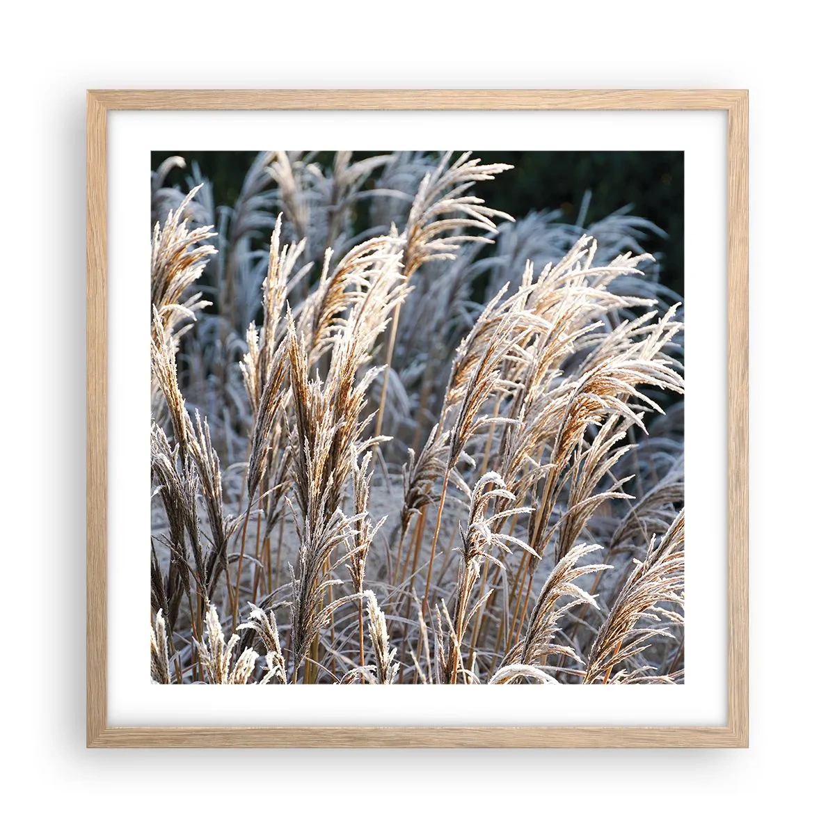 Poster în ramă de stejar deschis - Împodobite cu brumă - 50x50 cm