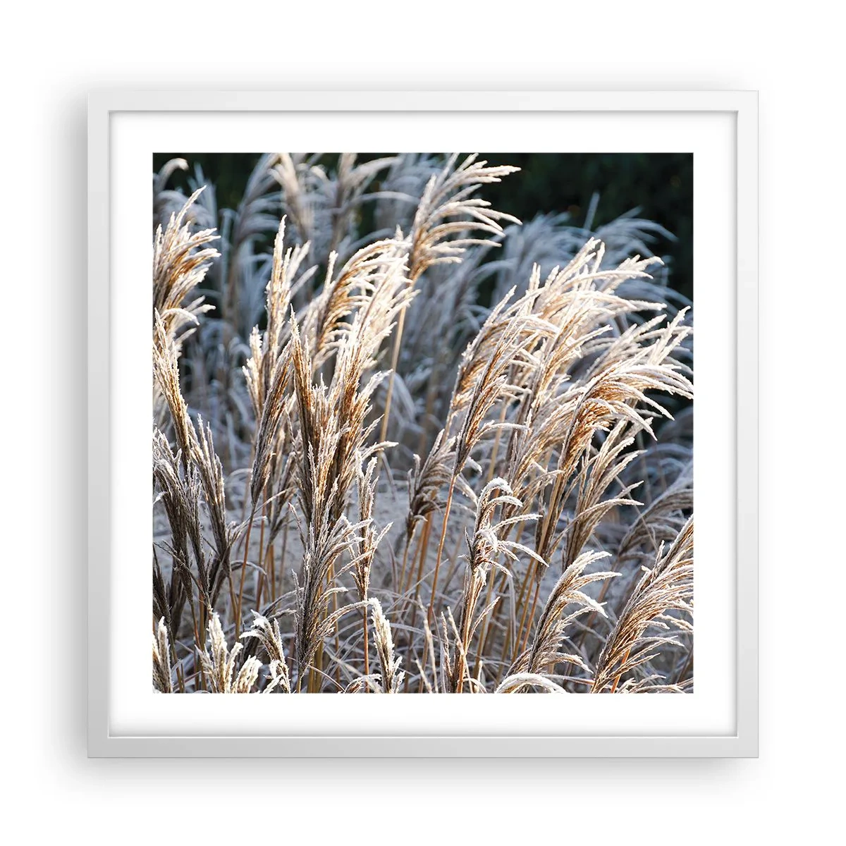 Poster în ramă albă - Împodobite cu brumă - 50x50 cm