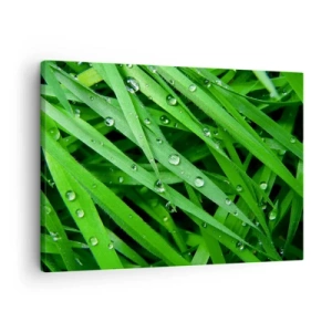 Tablou pe pânză Canvas - Prim-plan cu fire verzi de iarbă cu picături de rouă - 70x50cm - Joacă de-a verdele - Decorațiune modernă pentru perete pentru living și dormitor ARTTOR