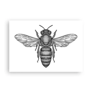 Poster - Portret de insectă - 100x70 cm