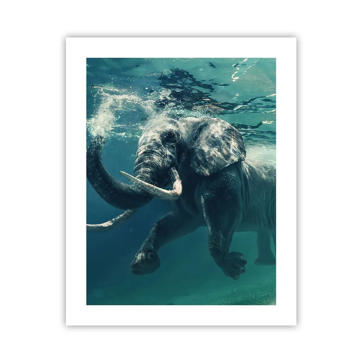 Poster - Tuturor le place să înoate - 40x50 cm