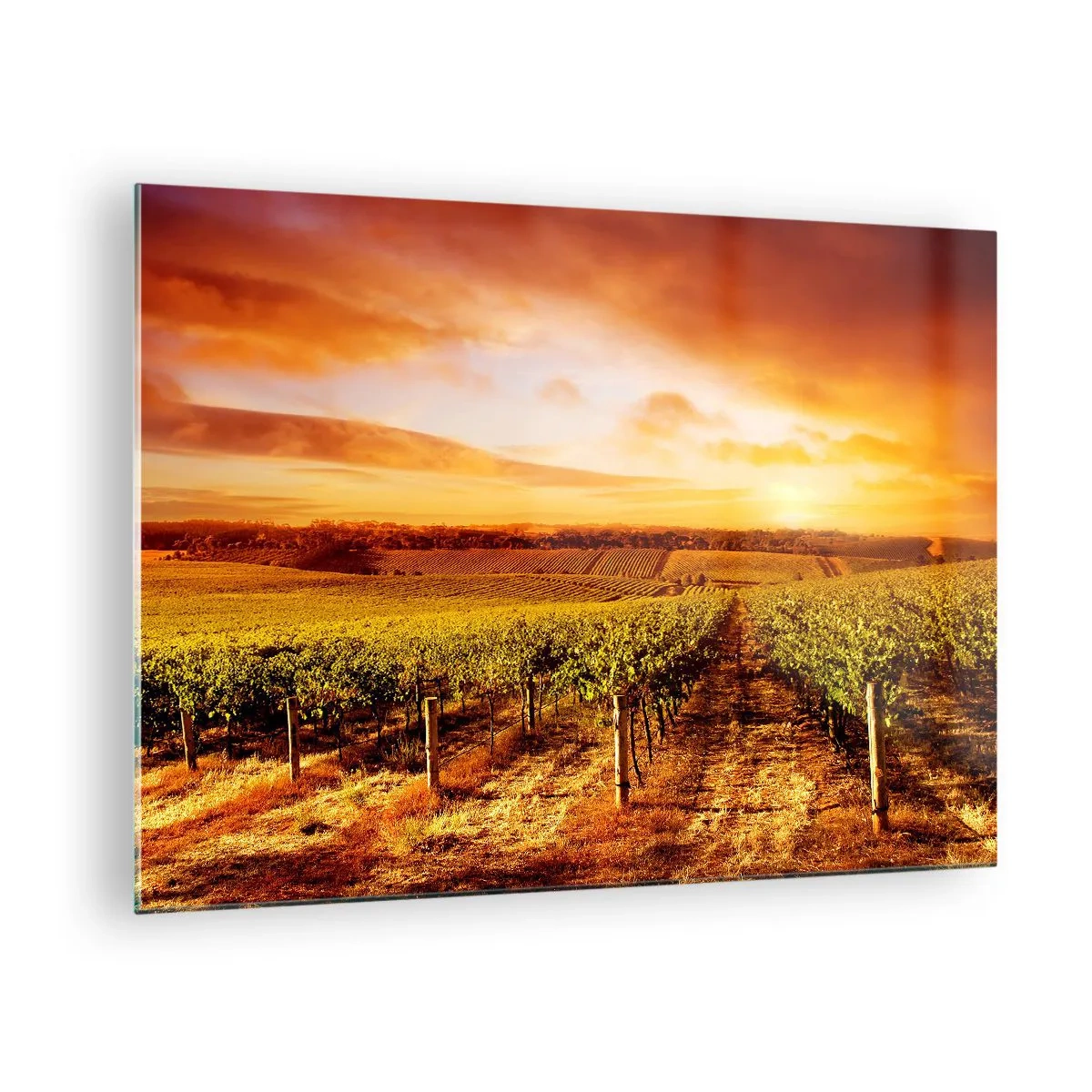 Tablou pe sticlă - Viță de vie într-un câmp la apus - 70x50cm - Cu un iz de fructe, cu o notă de soare - Decorațiune modernă pentru perete pentru living și dormitor ARTTOR