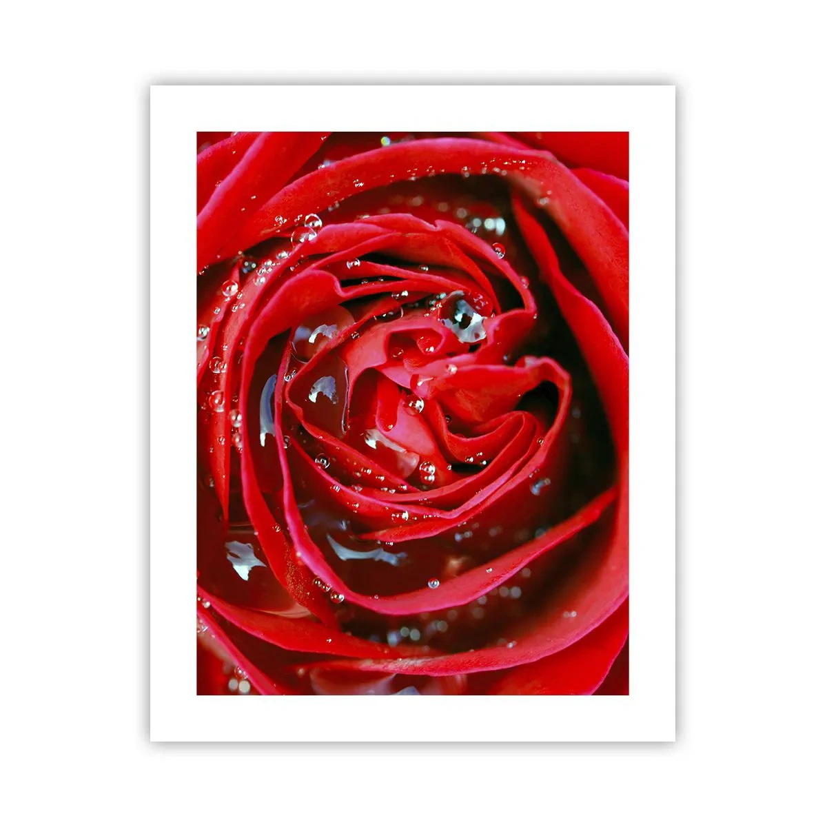 Poster - În picături de rouă - 40x50 cm