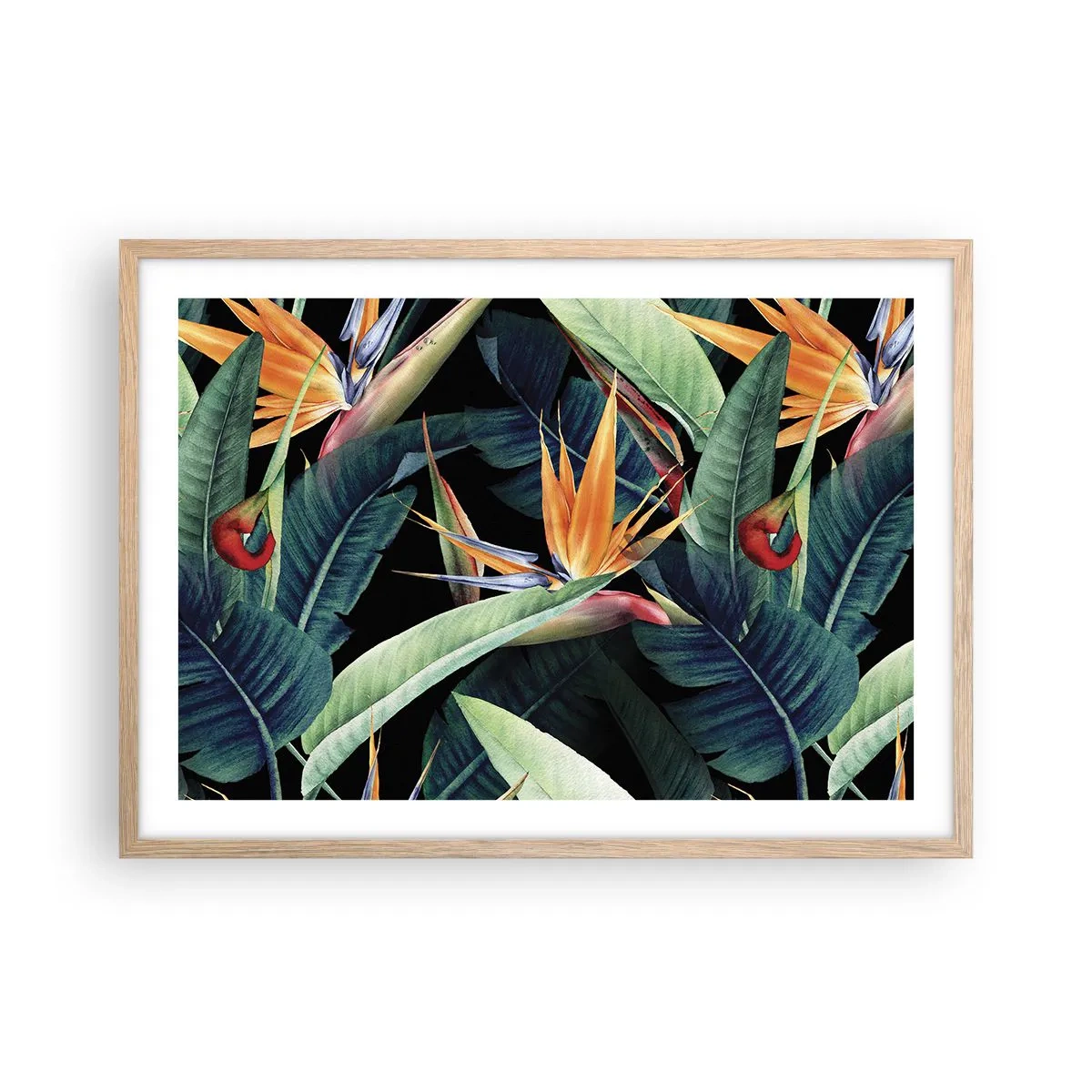 Poster în ramă de stejar deschis - Florile de flacără ale tropicelor - 70x50 cm