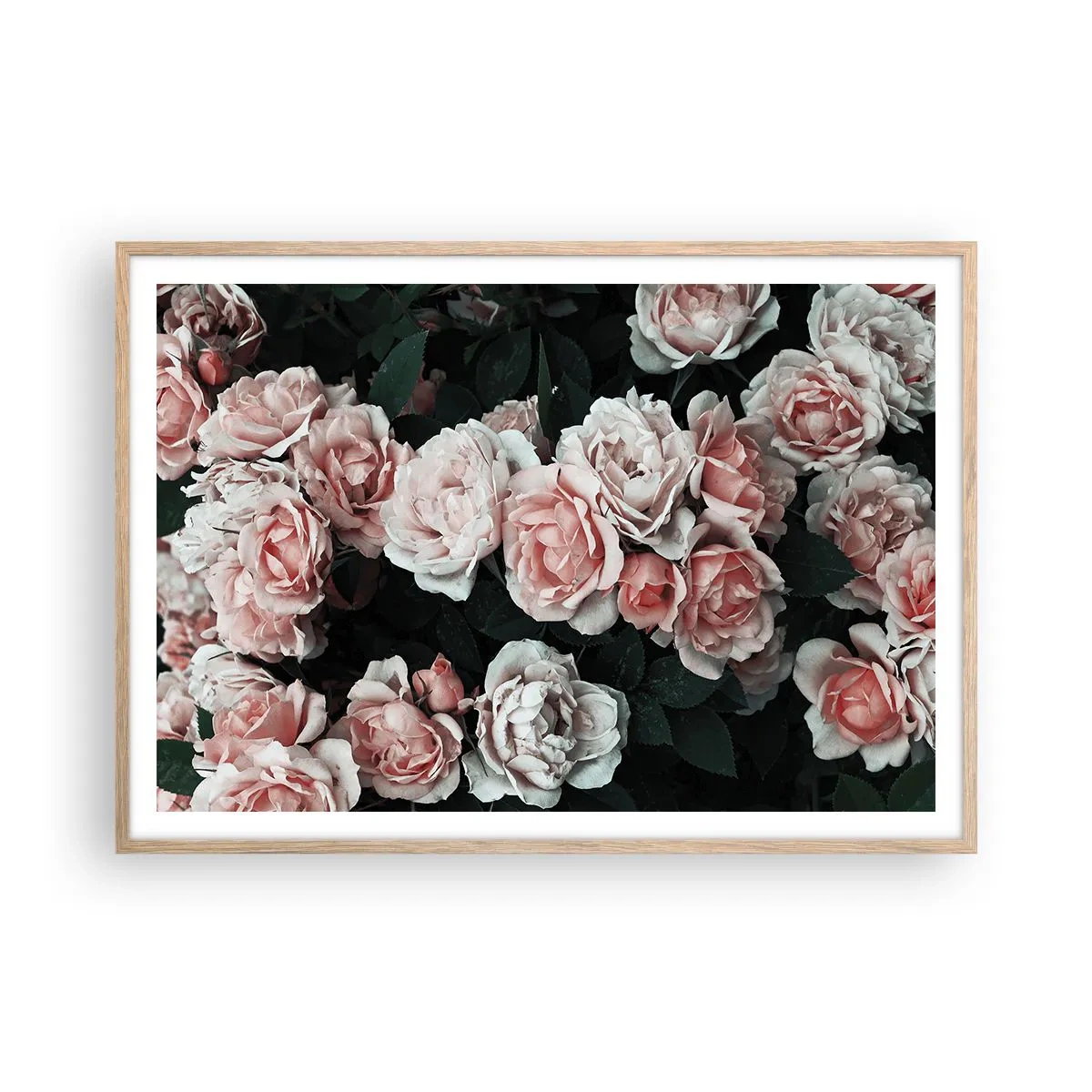 Poster în ramă de stejar deschis - Ansamble de trandafiri - 100x70 cm
