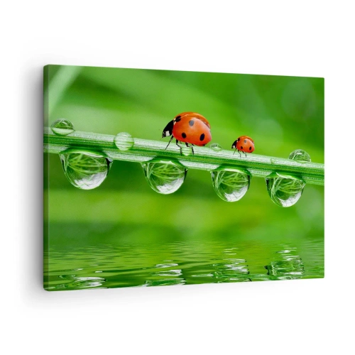 Tablou pe pânză Canvas - Buburuze pe o fir de iarbă cu picături de rouă într-un cadru natural - 70x50cm - Pe drum toată vara - Decorațiune modernă pentru perete pentru living și dormitor ARTTOR