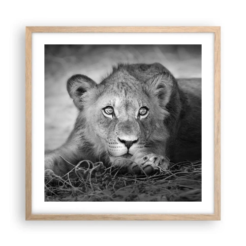 Poster în ramă de stejar deschis - Pisicuța regală - 50x50 cm