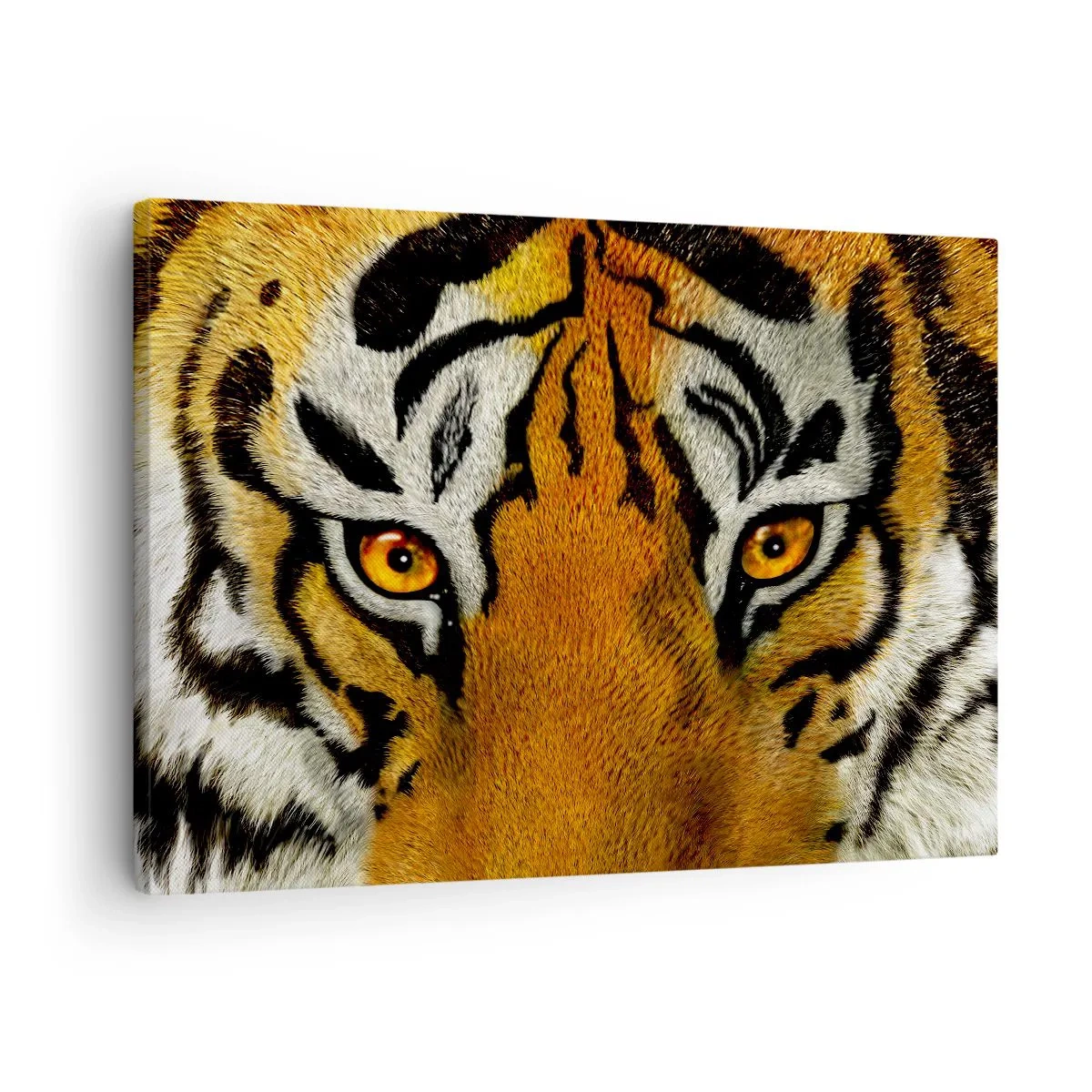 Tablou pe pânză Canvas - Portret în prim-plan al unui tigru cu o privire intensă - 70x50cm - Amenințător și frumos - Decorațiune modernă pentru perete pentru living și dormitor ARTTOR