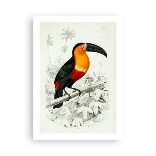 Poster - Culori de păsări - 50x70 cm