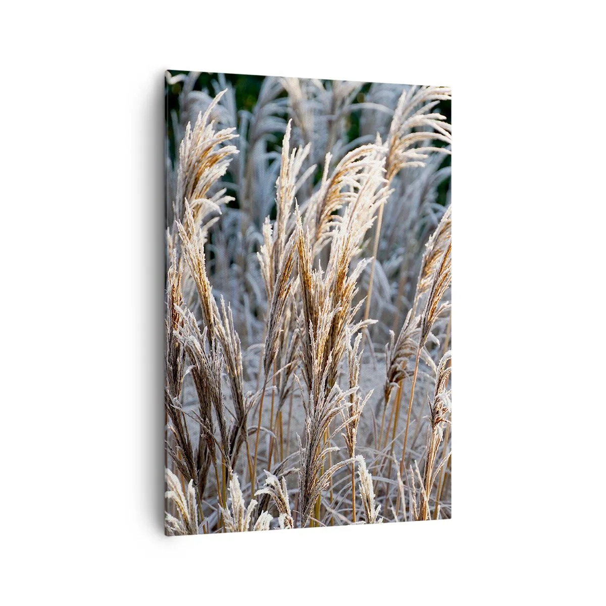 Tablou pe pânză - Împodobite cu brumă - 70x100 cm