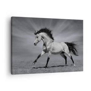Tablou pe pânză Canvas - Un cal alb-negru într-o poză dinamică în deșert. - 70x50cm - Născut pentru a încânta - Decorațiune modernă pentru perete pentru living și dormitor ARTTOR