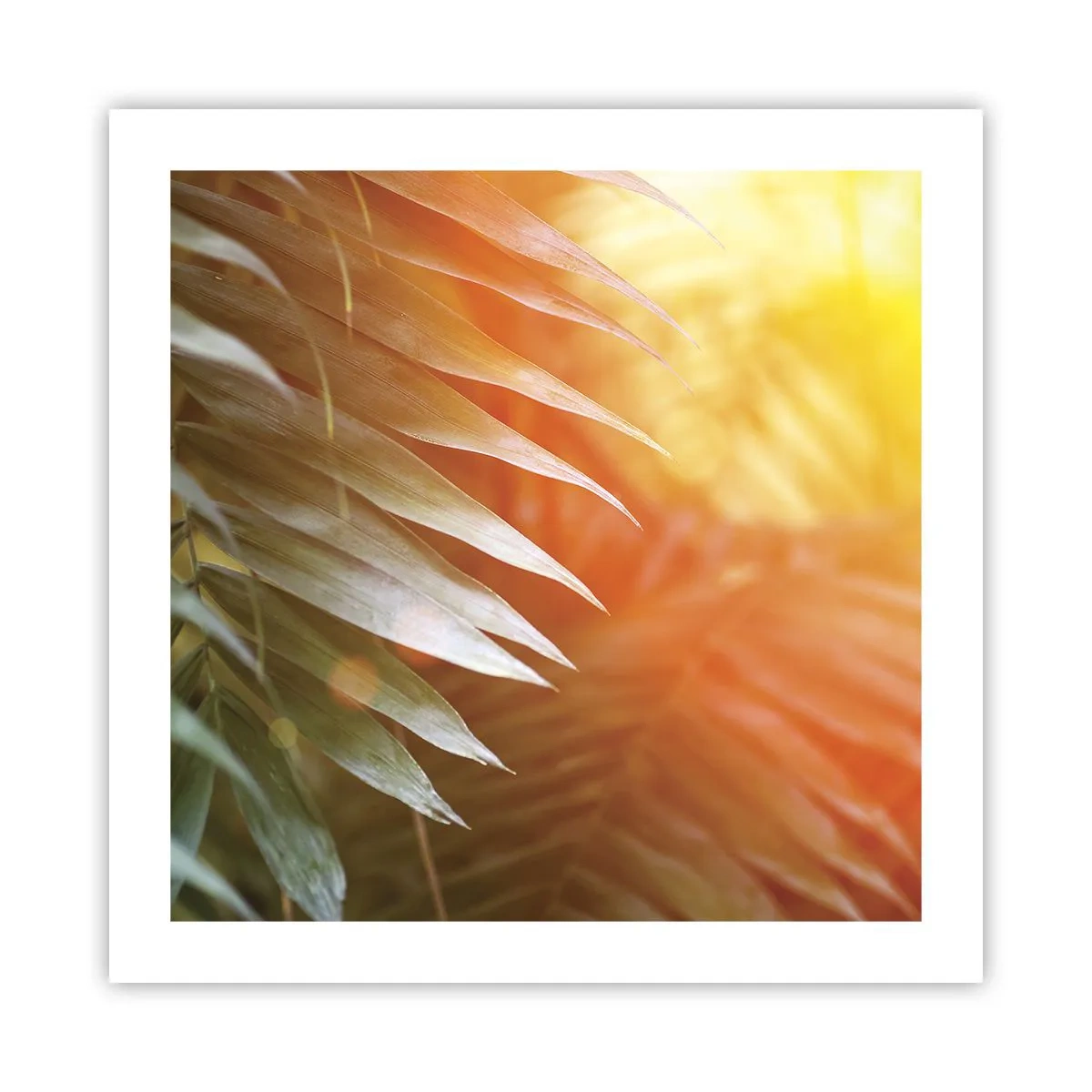 Poster - Dimineață în junglă - 50x50 cm
