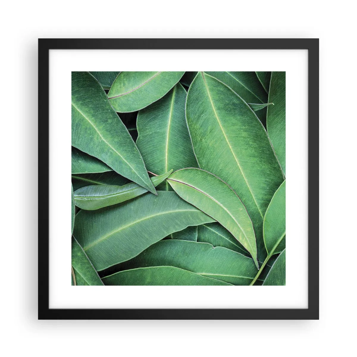 Poster în ramă neagră - Suculente și proaspete - 40x40 cm