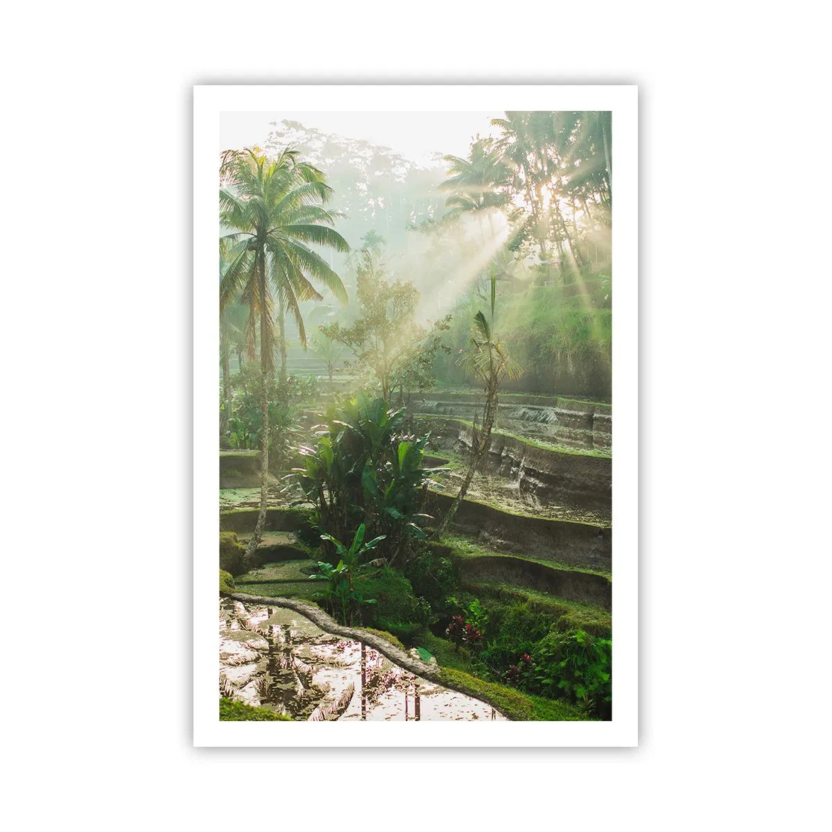 Poster - Crescând la soare - 61x91 cm