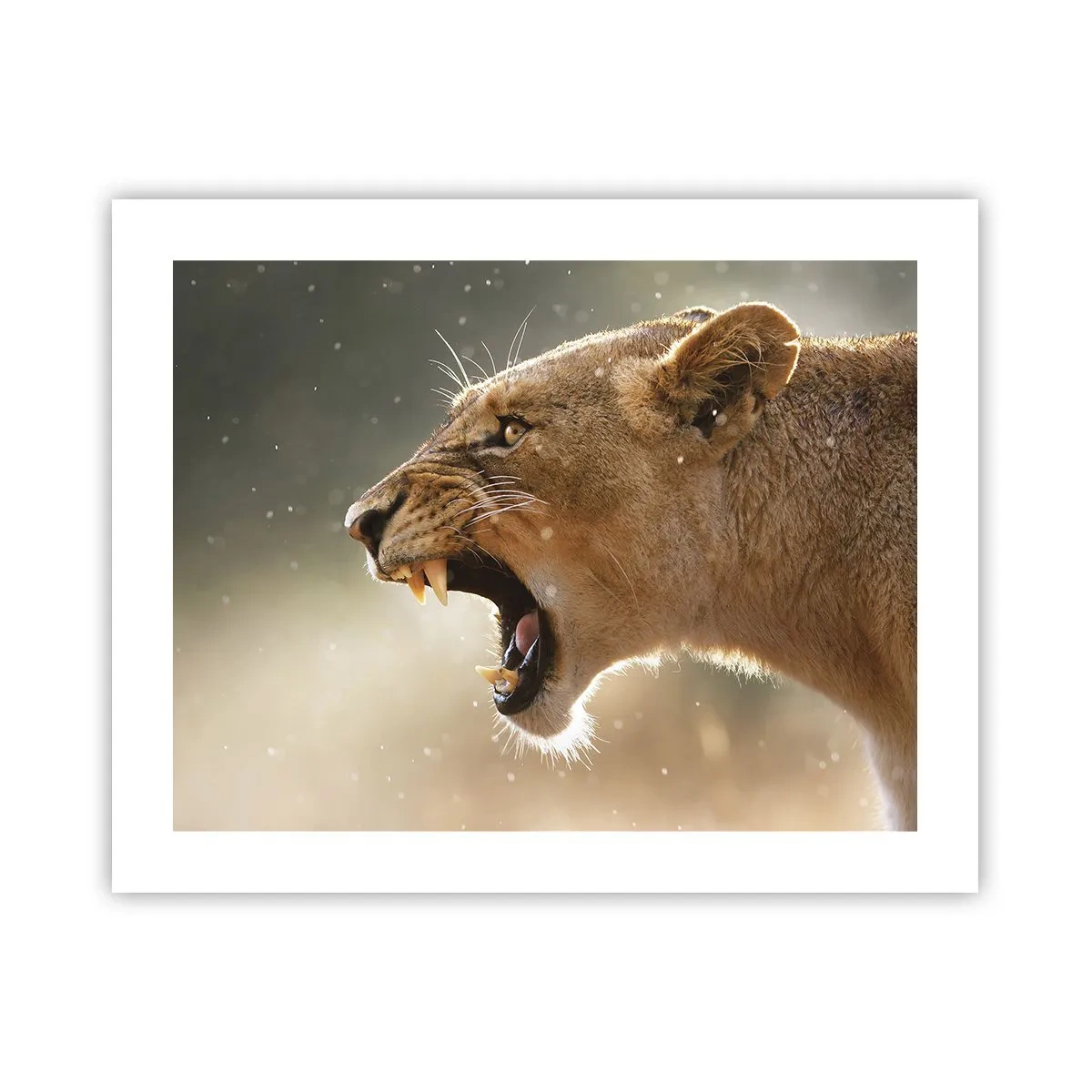 Poster - Încearcă să nu asculți - 50x40 cm
