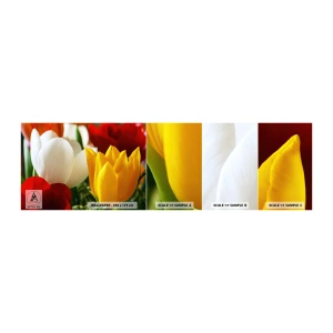 Mostră de Tapet Standard Eco - Goana după lalele - Flori, Lalele, Buchet de flori - 100x30 cm