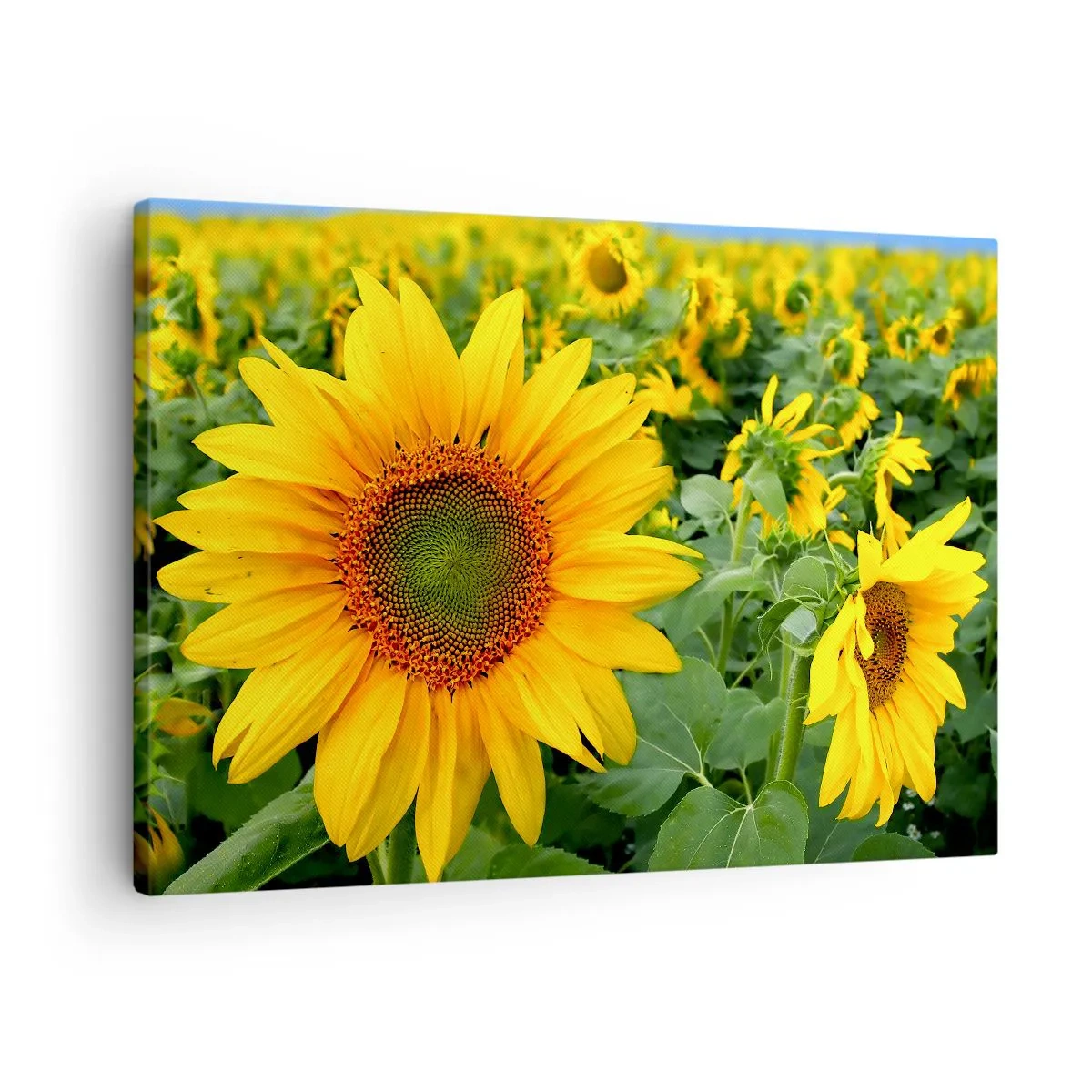 Tablou pe pânză Canvas - Un câmp de floarea-soarelui cu flori galbene pe un fundal de frunze verzi - 70x50cm - Sute de sori se aprind în flăcări - Decorațiune modernă pentru perete pentru living și dormitor ARTTOR