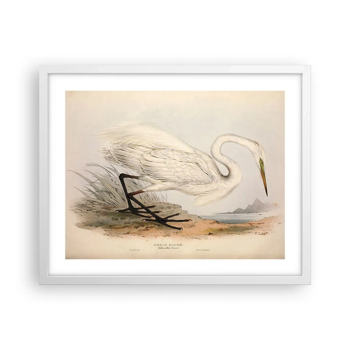 Poster în ramă albă - Doamna în stufărișuri - 50x40 cm