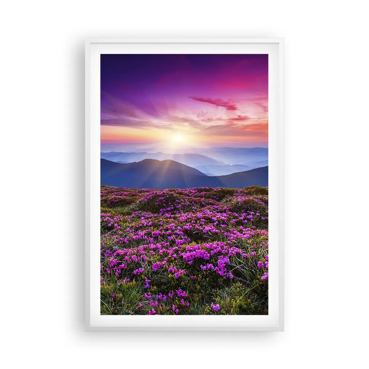 Poster în ramă albă - Ierburile proaspete miroseau puternic - 61x91 cm