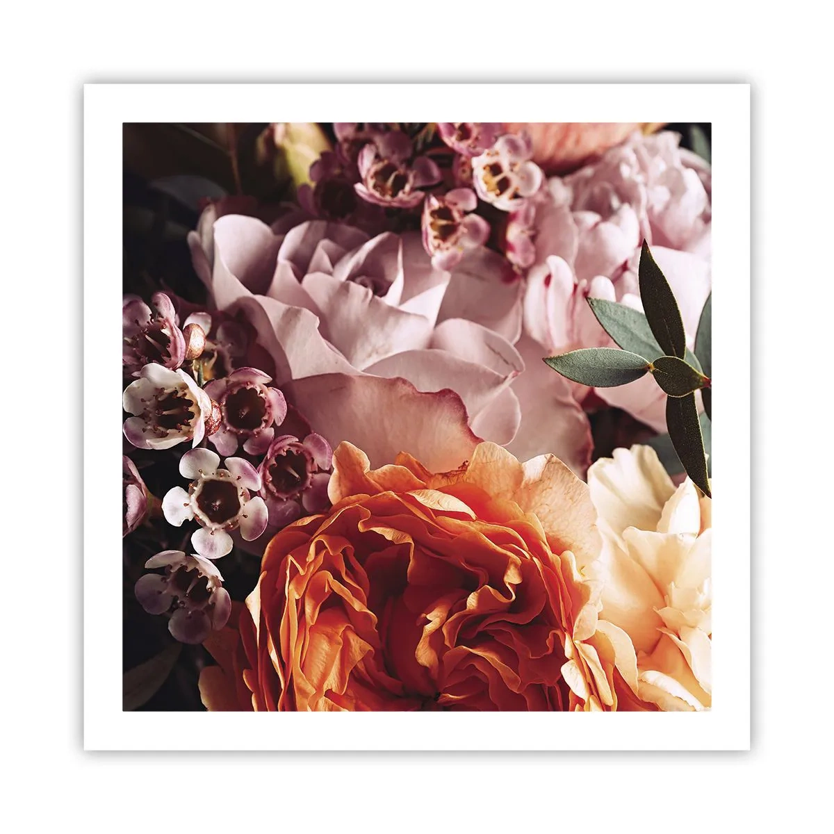 Poster - Înghesuite în frumusețe - 60x60 cm