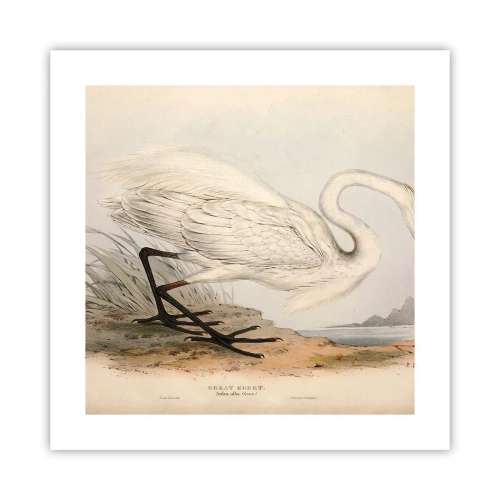 Poster - Doamna în stufărișuri - 40x40 cm