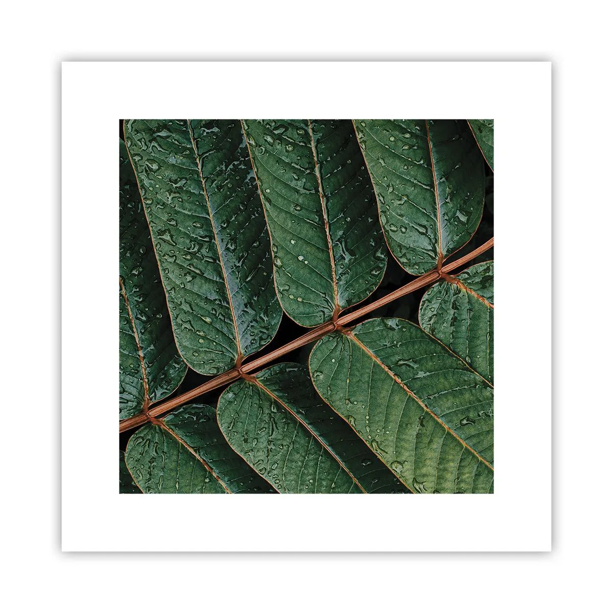 Poster - Într-un ritm verde - 30x30 cm