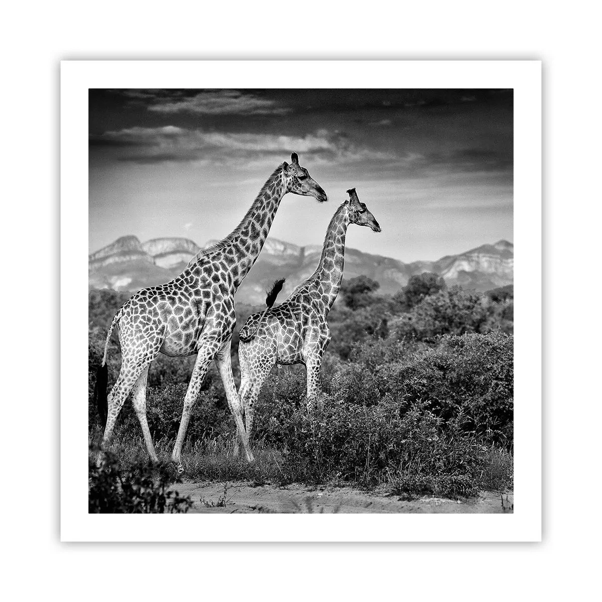 Poster - Clasele superioare din Africa - 60x60 cm