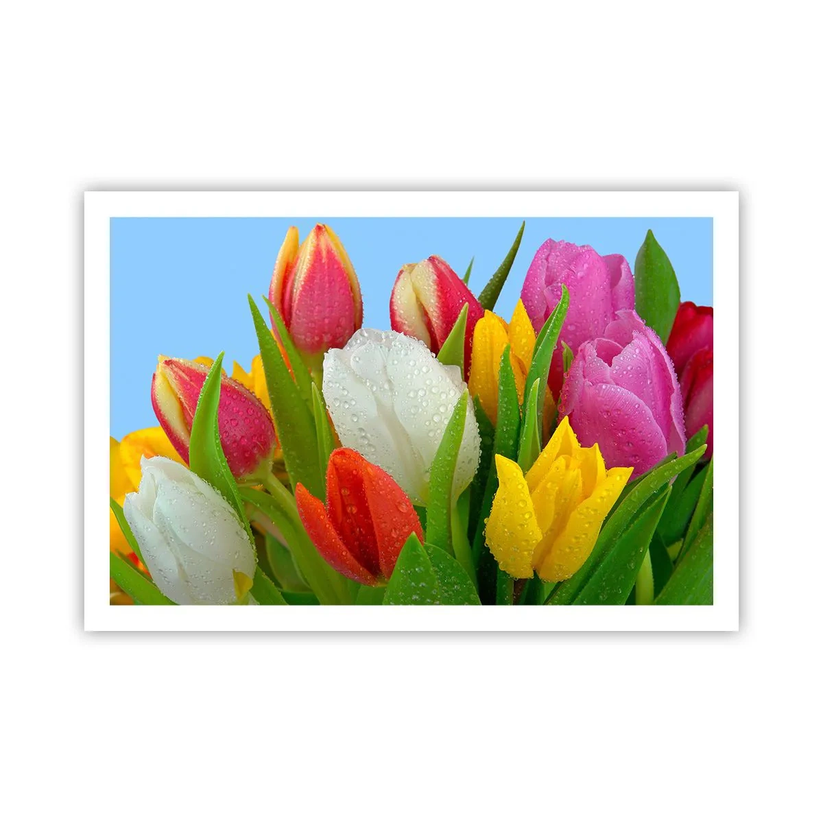 Poster - Un curcubeu floral în picături de rouă - 91x61 cm