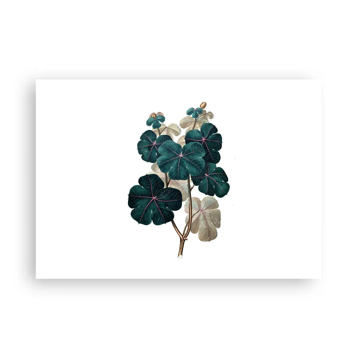 Poster - Dintr-un vechi ierbar - 100x70 cm