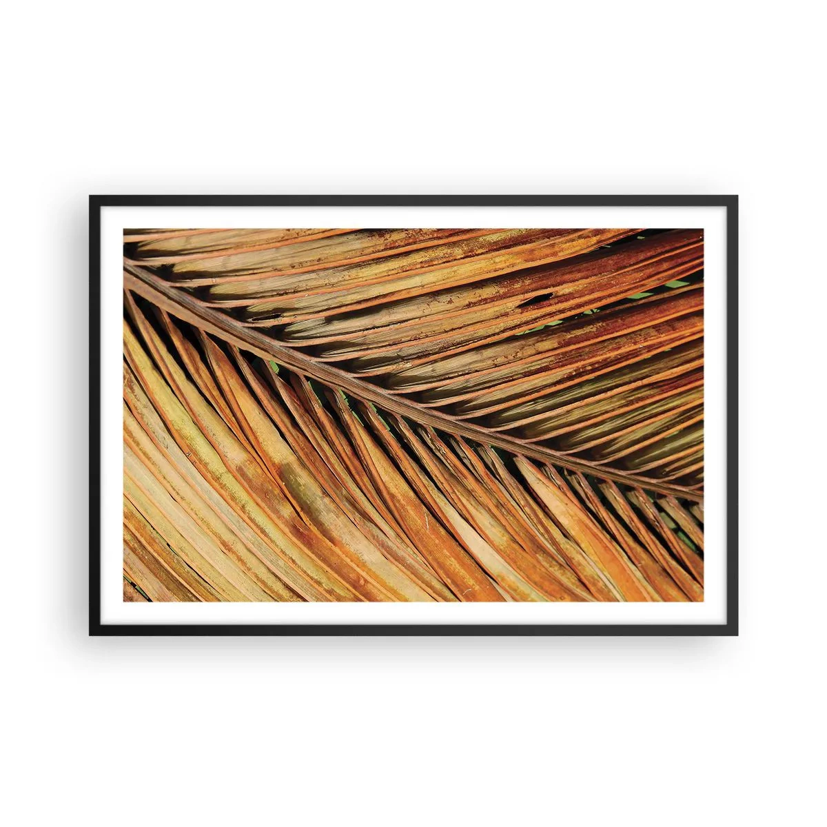 Poster în ramă neagră - Aur de nucă de cocos - 91x61 cm