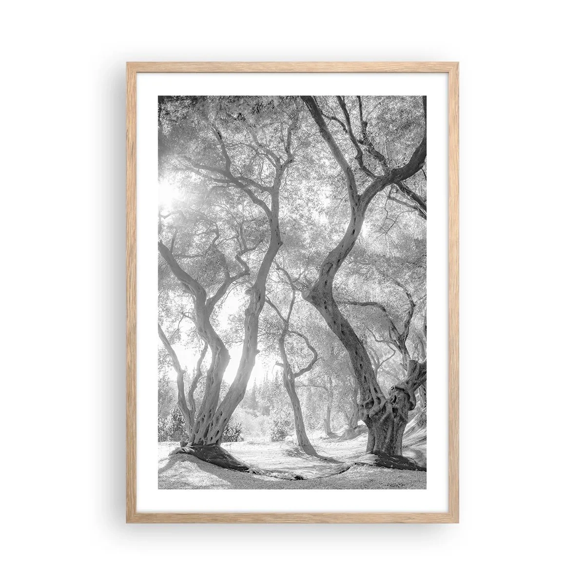 Poster în ramă de stejar deschis - Într-o livadă de măslini - 50x70 cm