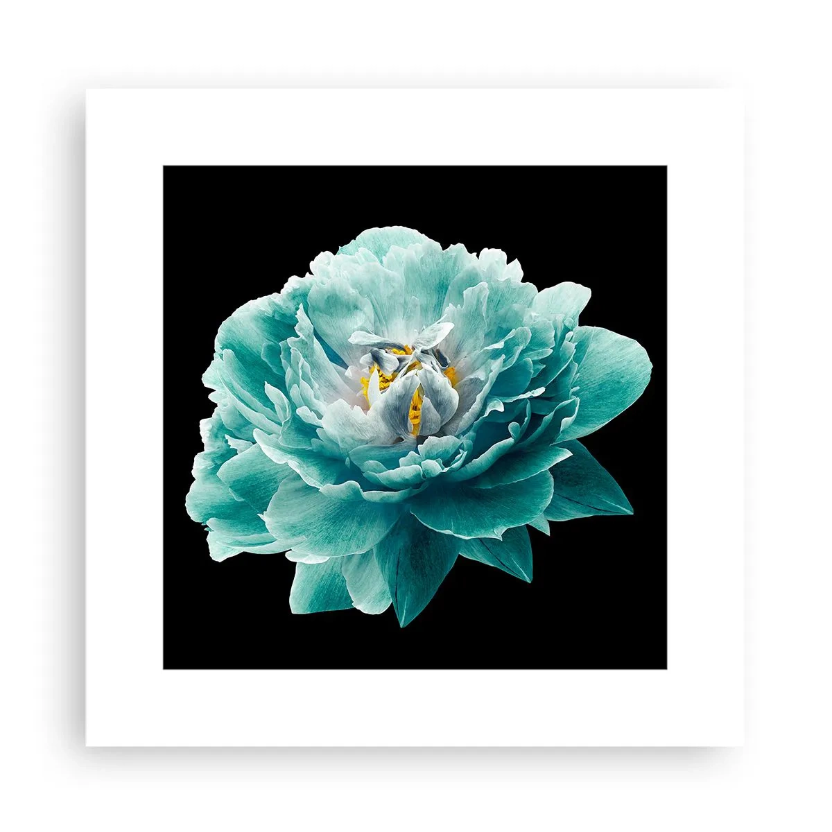 Poster - Petale albastre și aurii - 30x30 cm