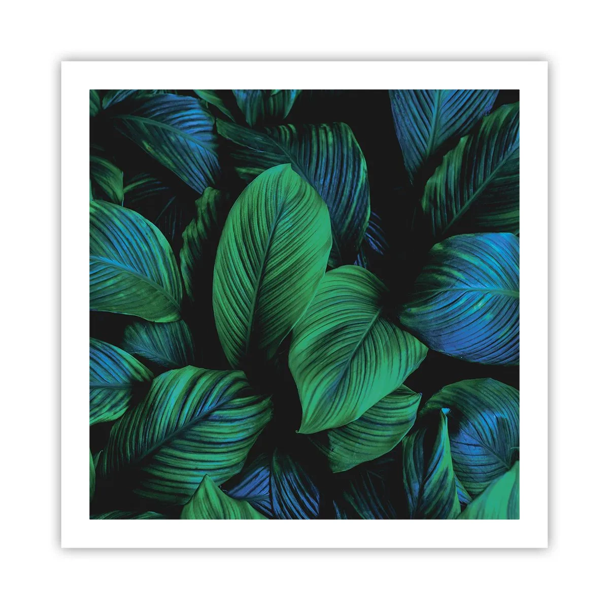Poster - Traficul verde - 60x60 cm