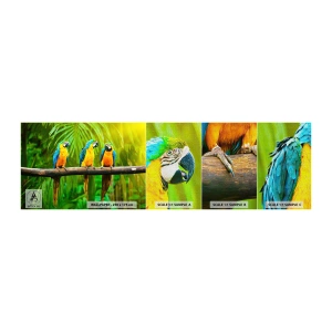 Mostră tapet Premium Canvas - Și ai auzit că ea...? - Păsări, Papagalii, Natură - 100x30 cm