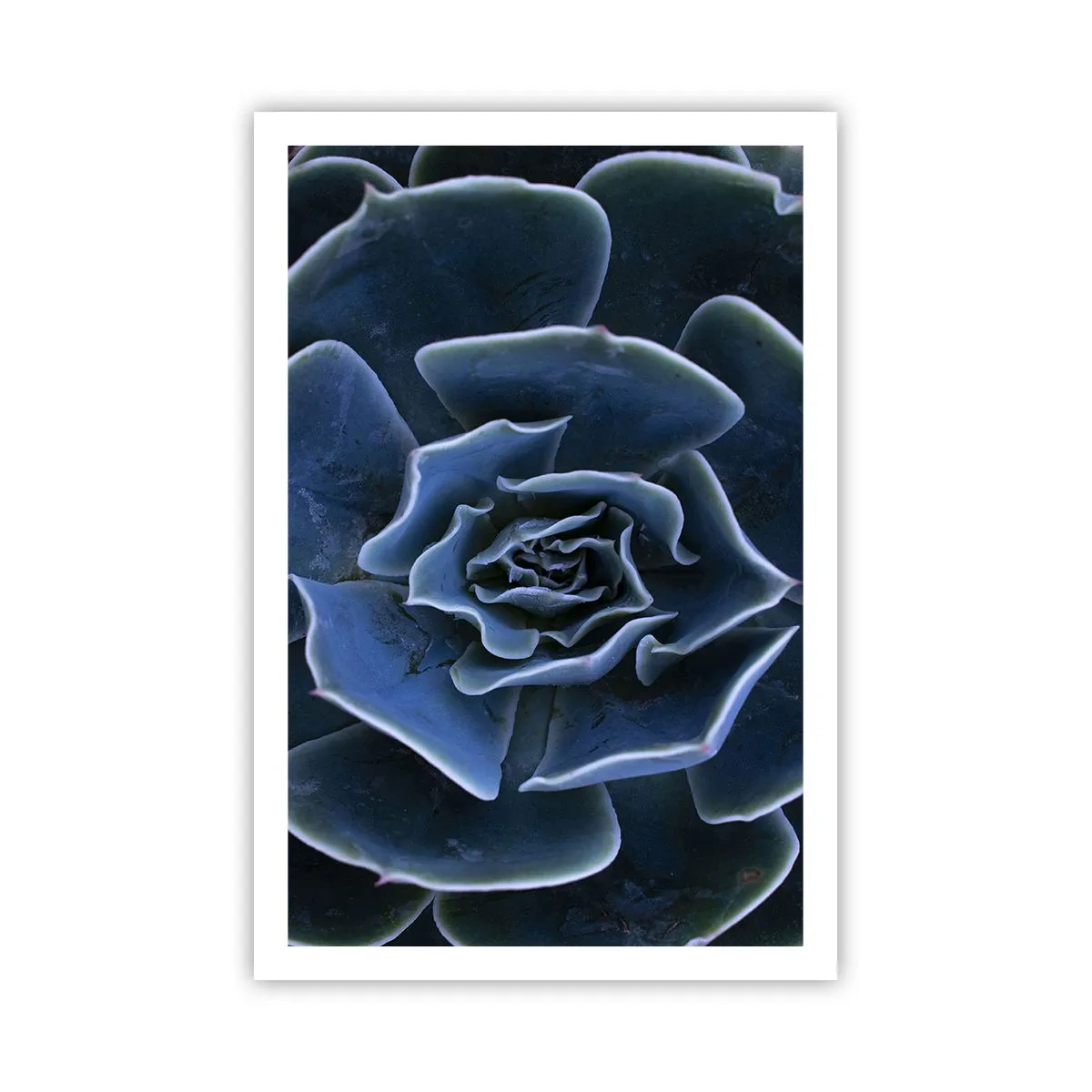 Poster - Floare de deșert - 61x91 cm