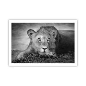 Poster - Pisicuța regală - 91x61 cm