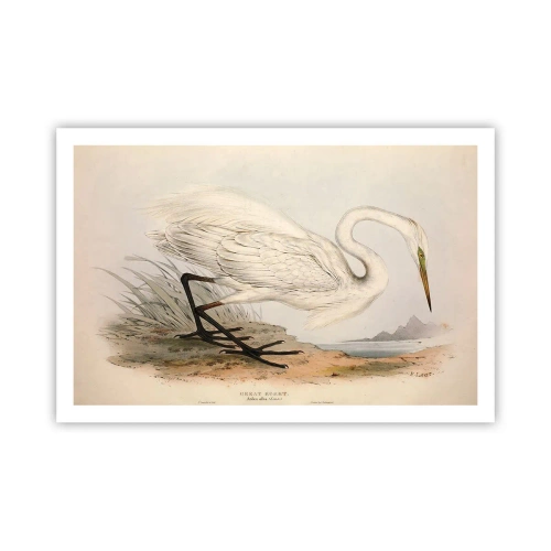 Poster - Doamna în stufărișuri - 91x61 cm