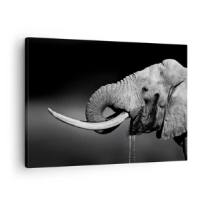 Tablou pe pânză Canvas - Portret alb-negru al unui elefant în profil - 70x50cm - Da, e bine acum - Decorațiune modernă pentru perete pentru living și dormitor ARTTOR