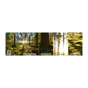 Mostră tapet autocolant Deluxe Sticker - Pădurea misterioasă - Peisaj, pădure, Natură - 100x30 cm