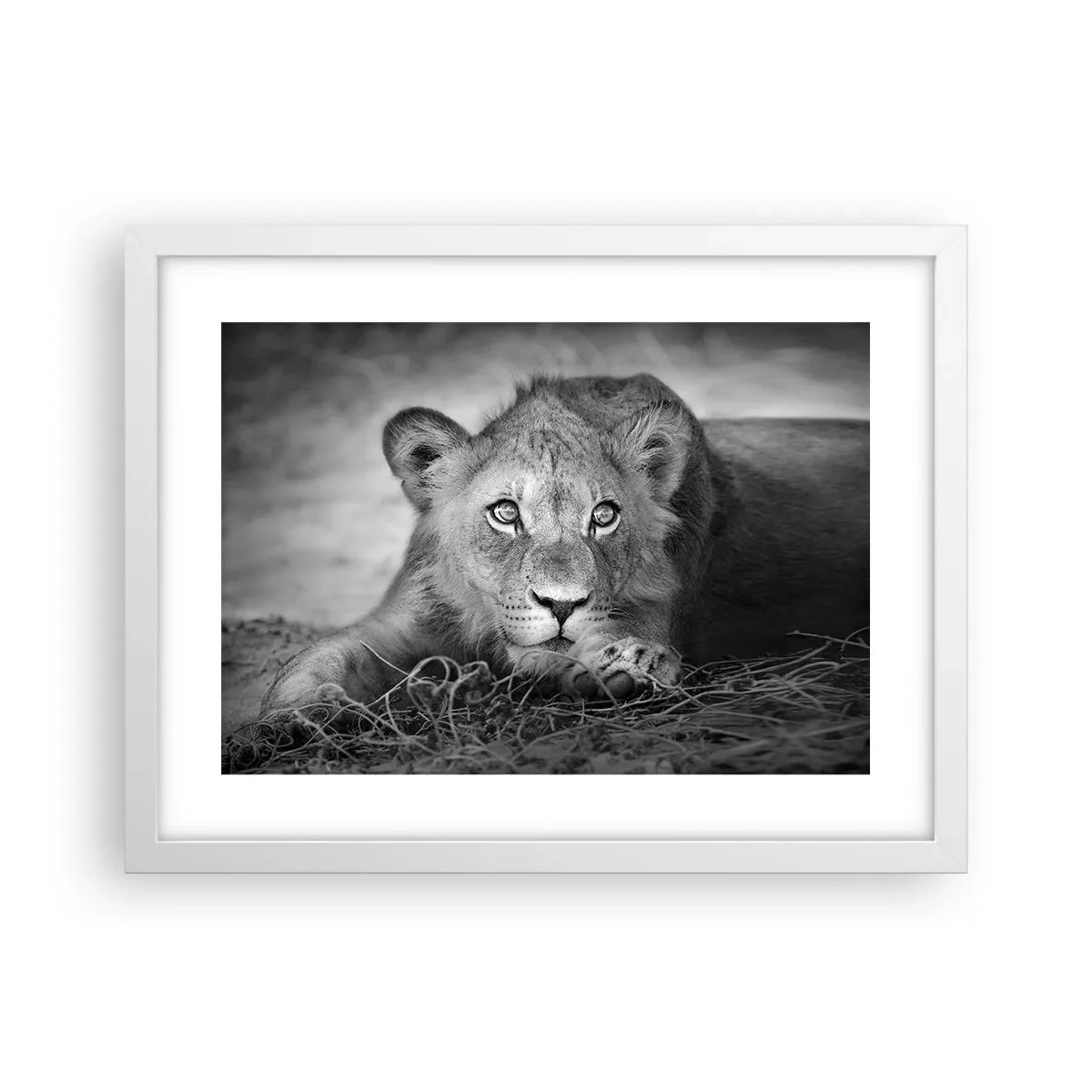 Poster în ramă albă - Pisicuța regală - 40x30 cm