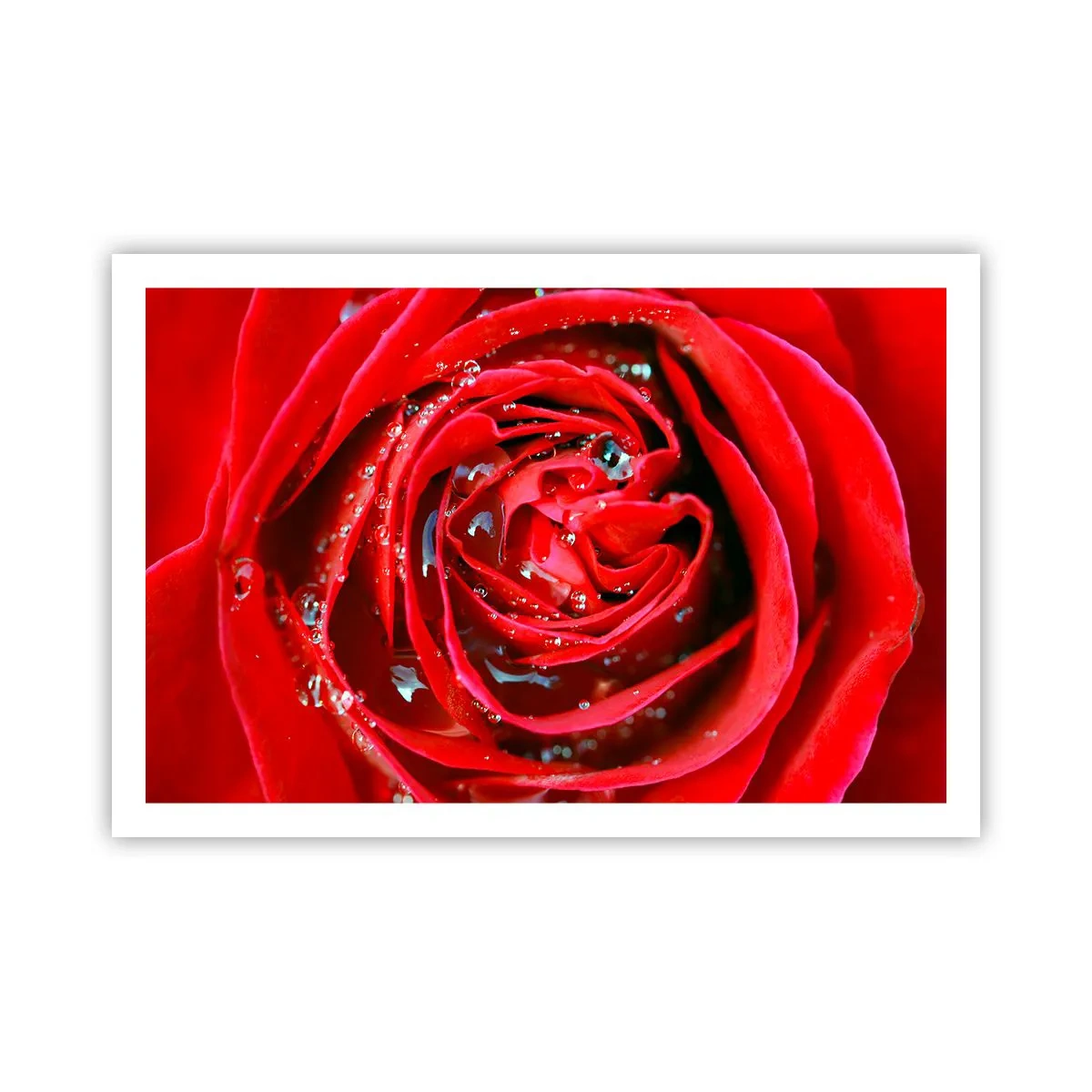 Poster - În picături de rouă - 91x61 cm