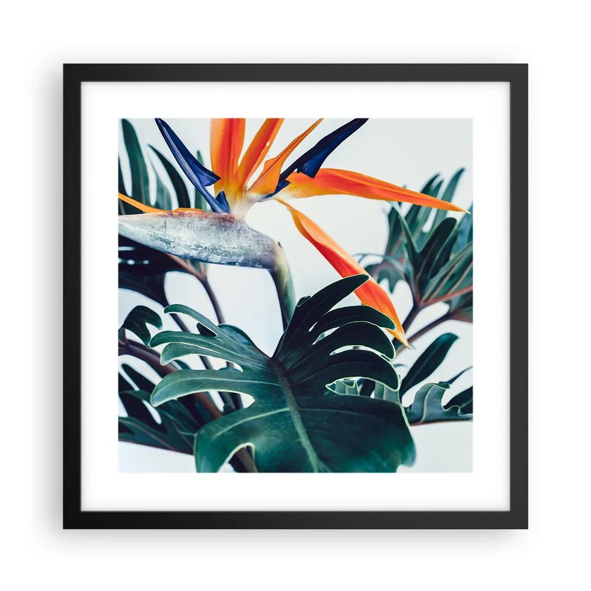 Poster în ramă neagră - Tufiș sau pasăre? - 40x40 cm