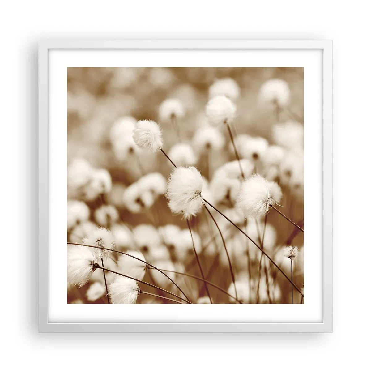 Poster în ramă albă - Câmp pufos - 50x50 cm