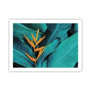 Poster - Floarea Edenului - 70x50 cm