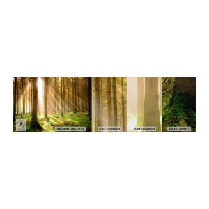 Mostră tapet Premium Canvas - Spiridușii sunt pe cale să apară - pădure, Raze de soare, Natură - 100x30 cm