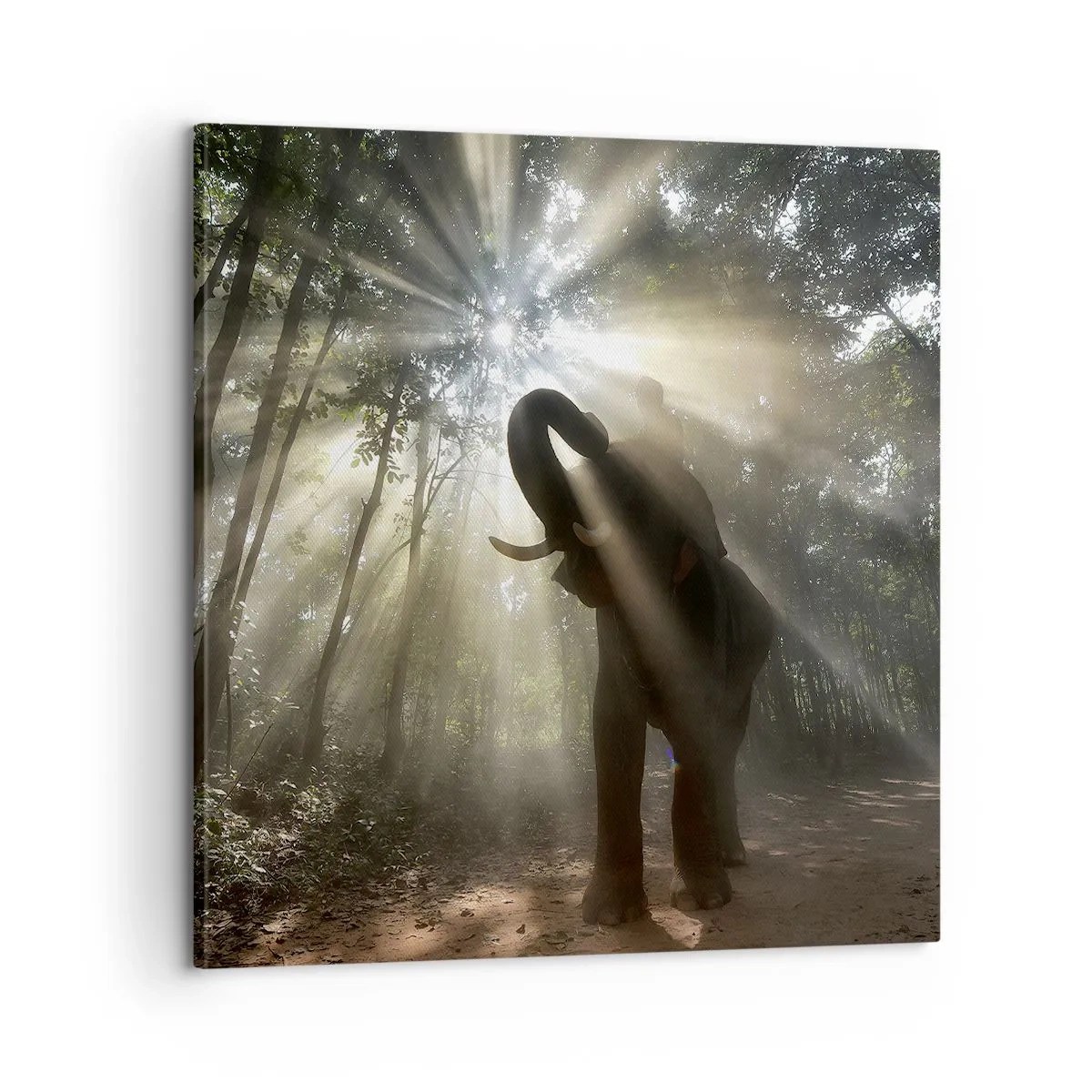 Tablou pe pânză - Sub o stea norocoasă - 60x60 cm