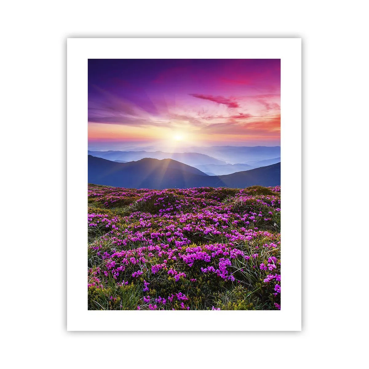 Poster - Ierburile proaspete miroseau puternic - 40x50 cm